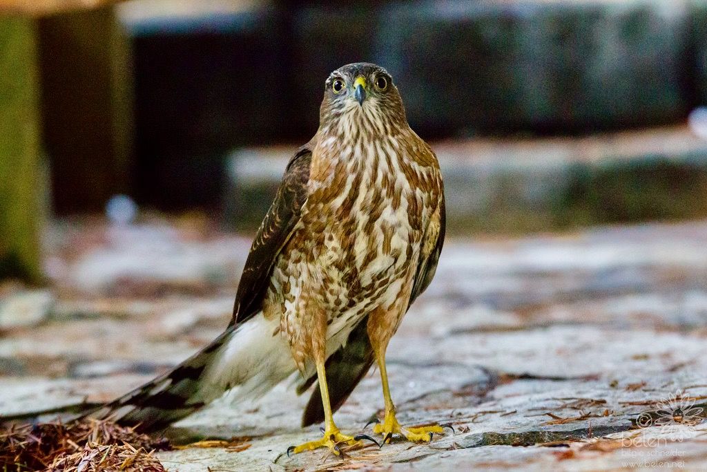 Sharp Shinned Hawk by wanderinggrrl is licensed under CC BY-NC-SA 2.0.